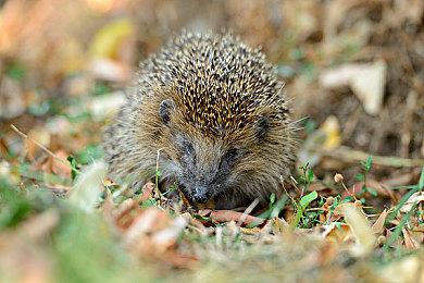 《刺客信条4：黑旗》重制要来了？育碧官推疑似暗示